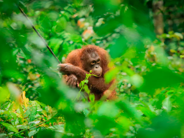 Orangutang synlig gjennom buskene i Sepilok Orangutan Rehabilitation Centre på Borneo i Malaysia