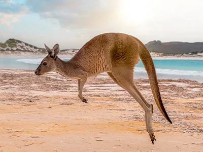 Hoppende kenguru på Kangaroo Island i Australia