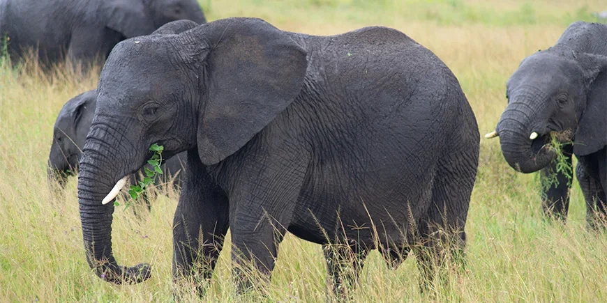 Elefanter som vandrer over savannen i Serengeti