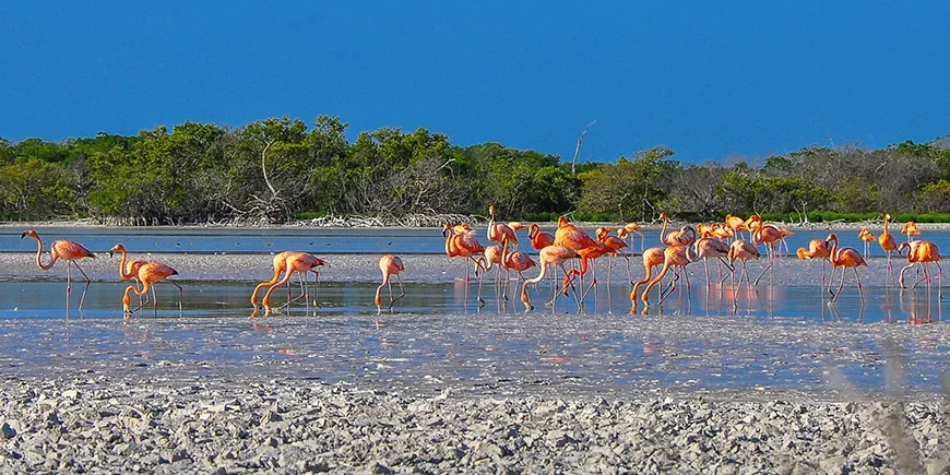 Flamingoer i Rio Largartos