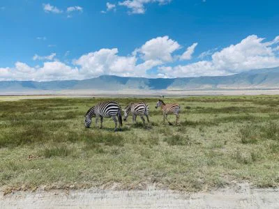 Sebraer i Ngorongoro