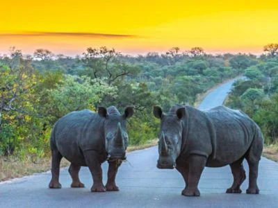 To neshorn på en vei i Kruger nasjonalpark ved solnedgang