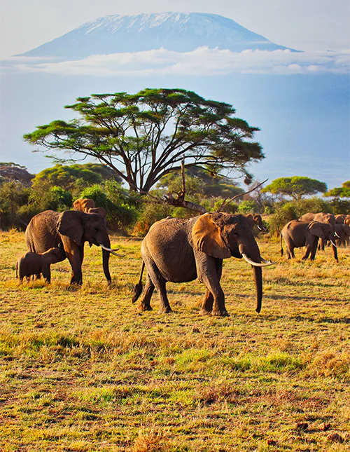 En stor elefantflokk som går i Amboseli nasjonalpark i Kenya