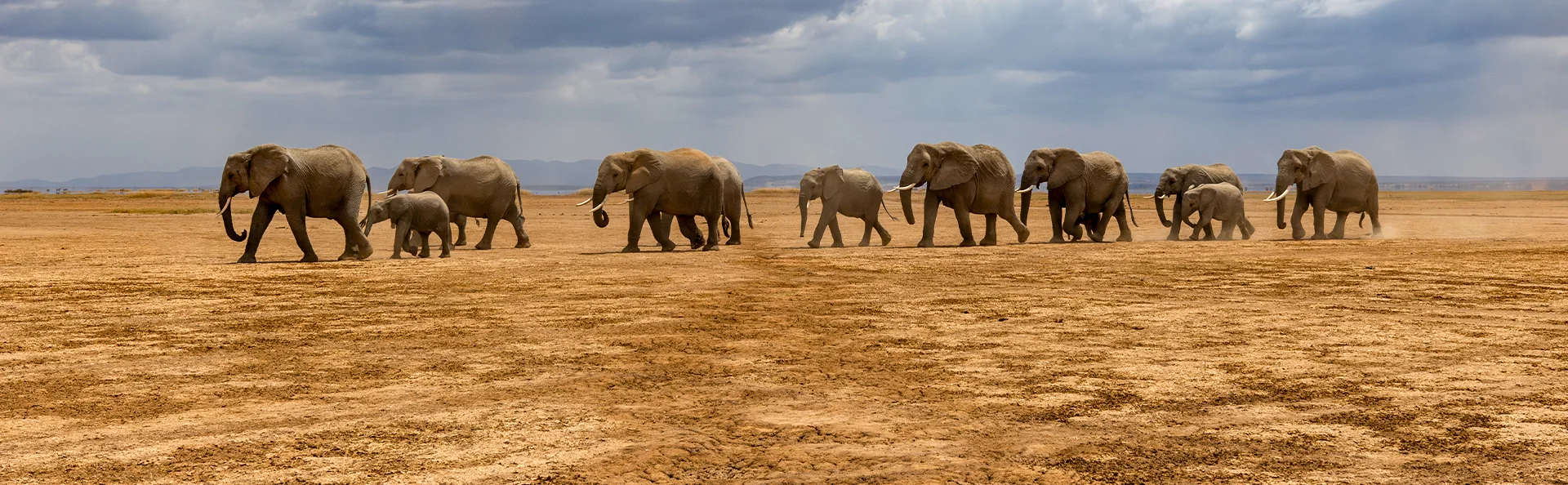 Elefanter går på rad og rekke i Amboseli nasjonalpark i Kenya