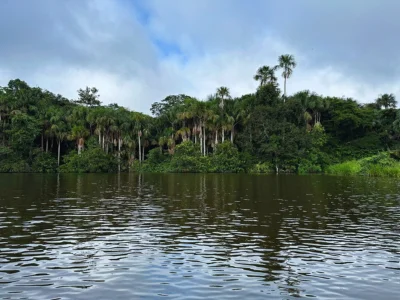Utsikt over Amazonas-regnskogen fra elven