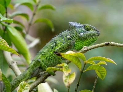 Furcifer verrucosus i grønne omgivelser på Madagaskar