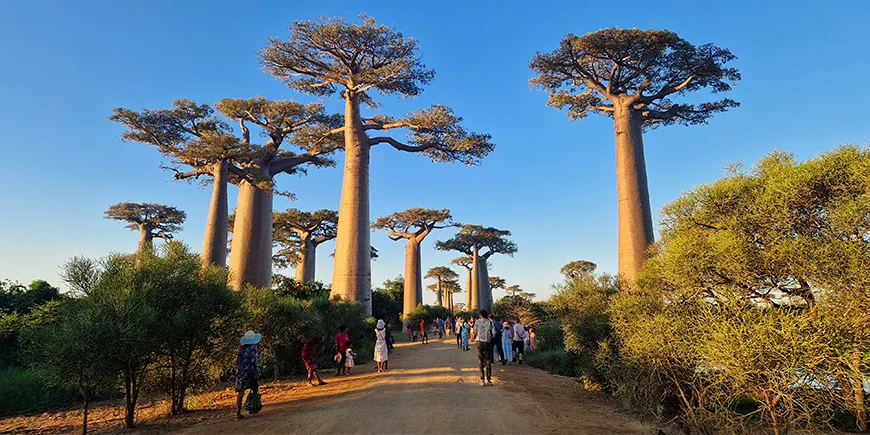 Baobab Alley i Madagaskar på en solrik dag