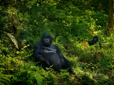 To gorillaer ser rett inn i kameraet i Bwindi Impenetrable nasjonalpark i Uganda.