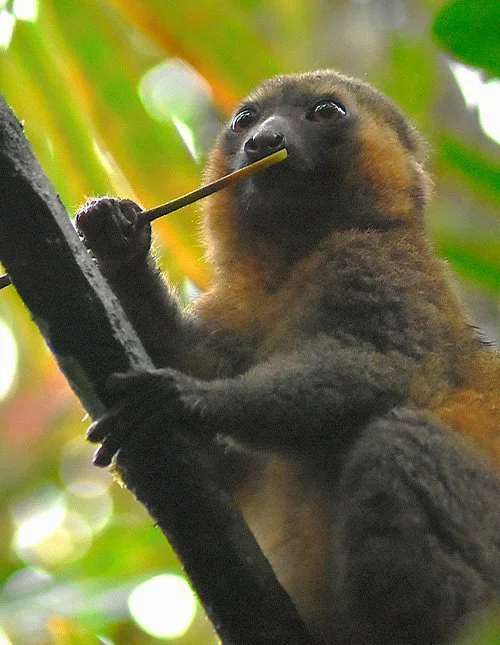 En lemur sitter på en gren og spiser bambus i Ranomafana nasjonalpark, Madagaskar