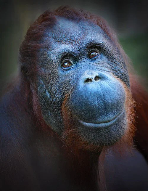 Nærbilde av en bedårende orangutang