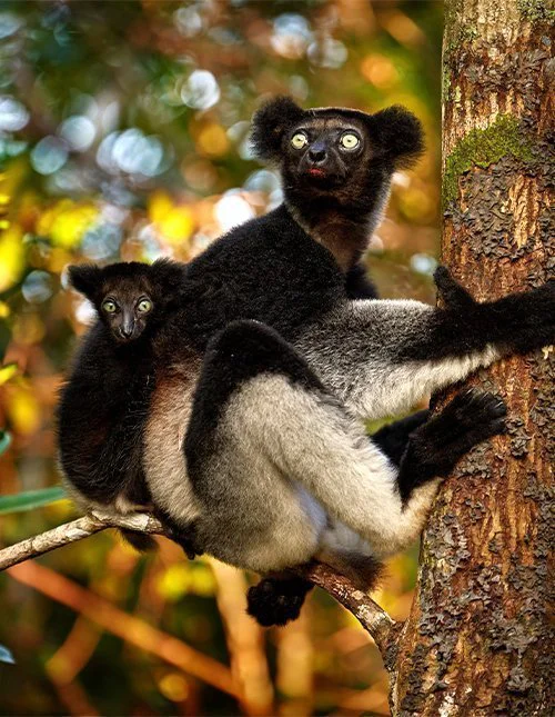 En lemur med ungen sin klamrer seg til et tre på Madagaskar