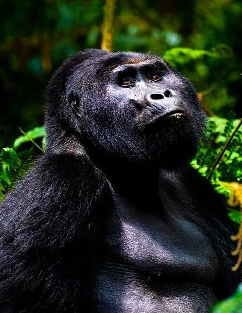 Gorilla i Bwindi Impenetrable Forest